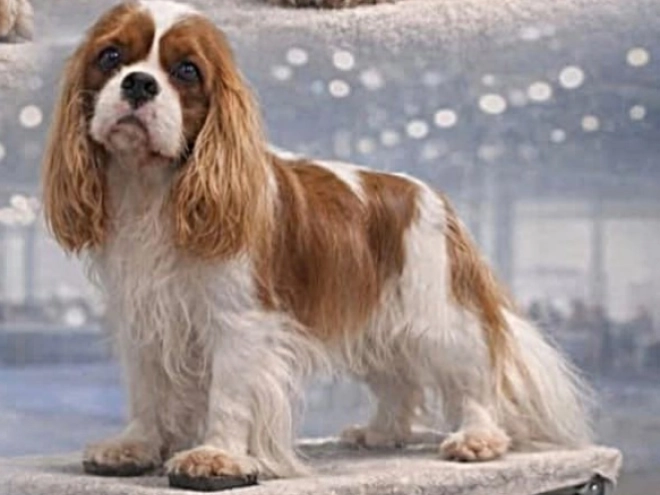 Cavalier King Charles Spaniel Welpe kaufen