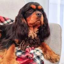 Perros Cavalier King Charles en venta