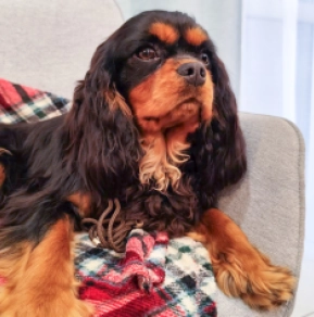 Perros Cavalier King Charles en venta