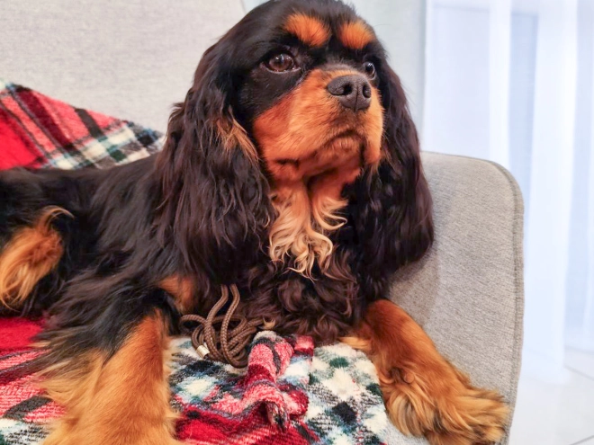 Perros Cavalier King Charles en venta