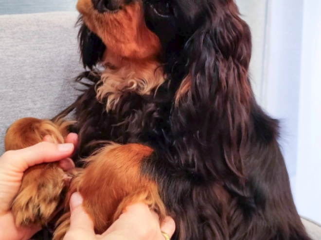 Perros Cavalier King Charles en venta