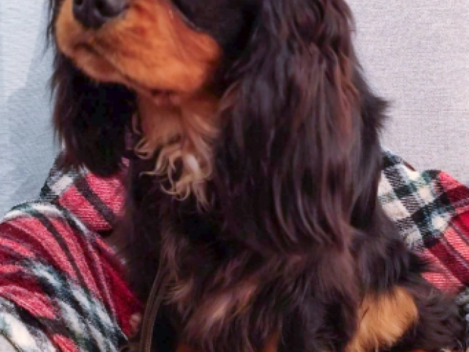 Perros Cavalier King Charles en venta