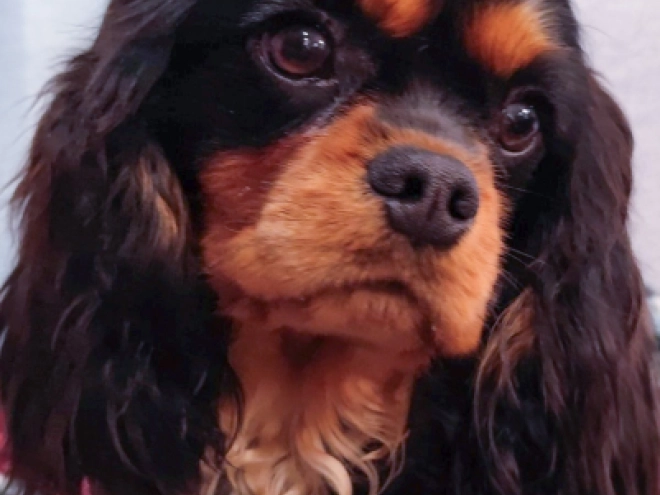 Perros Cavalier King Charles en venta