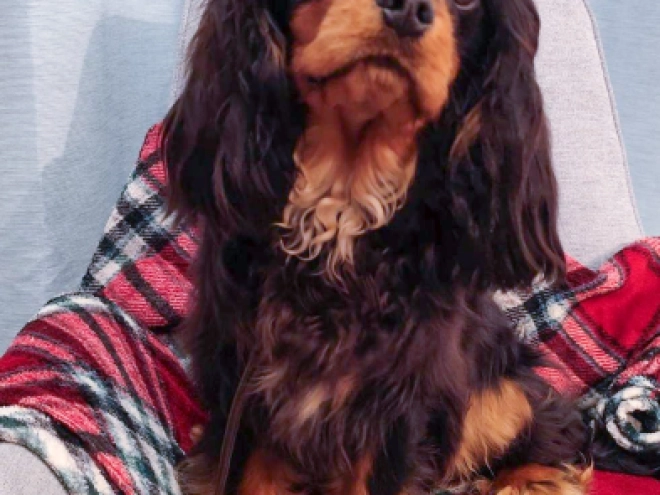 Perros Cavalier King Charles en venta
