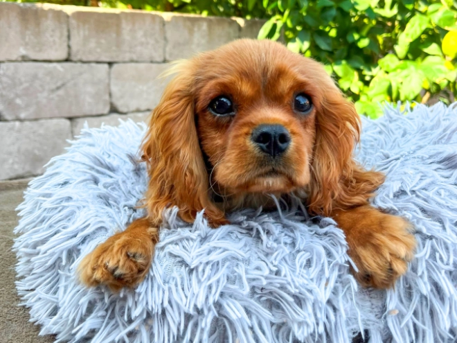 Cavalier King Charles Spaniel Welpe zu verkaufen