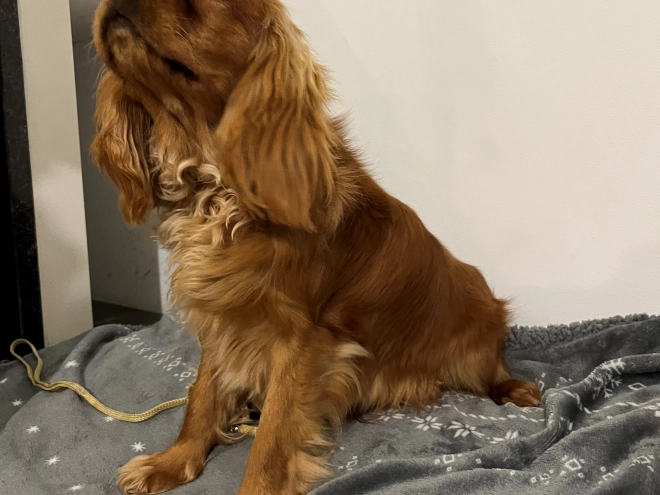 Cavalier King Charles Spaniel Welpe zu verkaufen