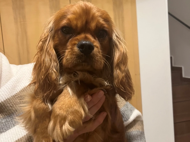Cavalier King Charles Spaniel Welpe zu verkaufen