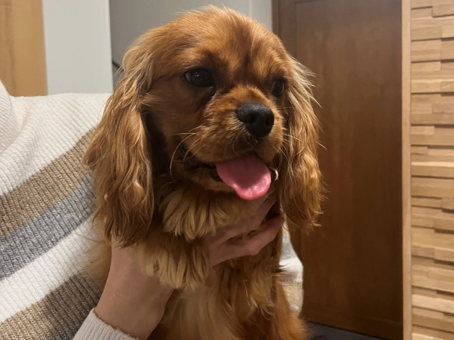 Cavalier King Charles Spaniel Welpe zu verkaufen