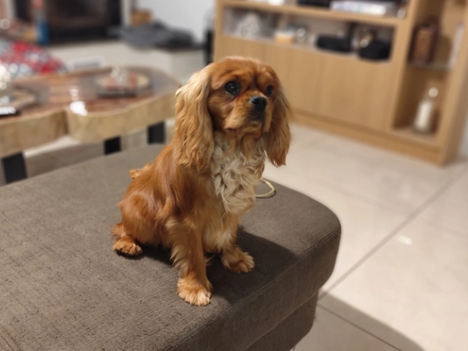 Cavalier King Charles Spaniel Welpe zu verkaufen