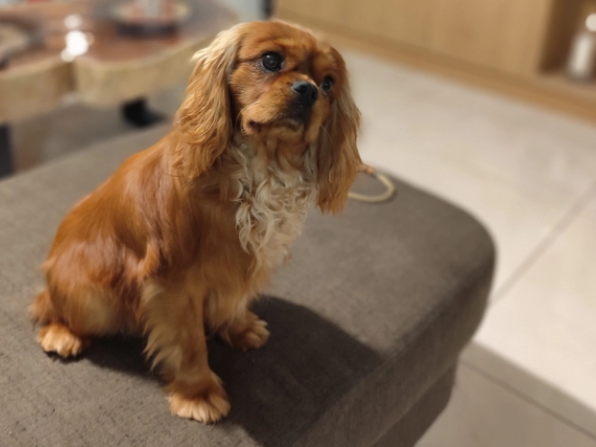 Cavalier King Charles Spaniel Welpe zu verkaufen