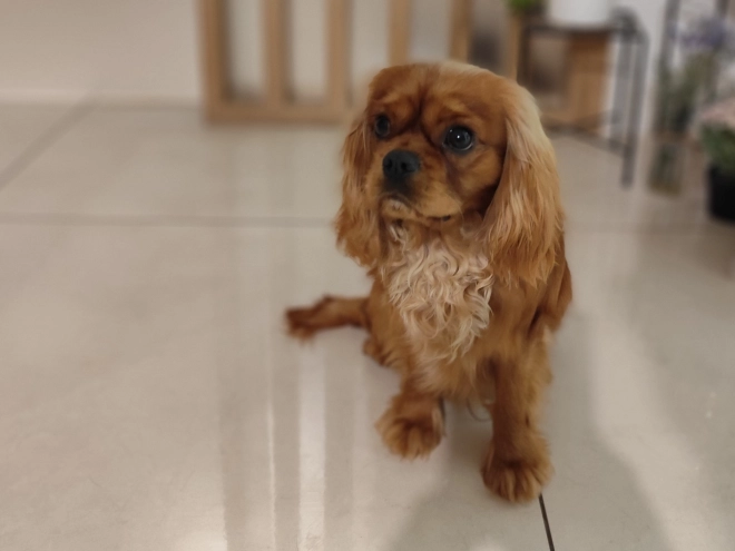 Cavalier King Charles Spaniel Welpe zu verkaufen