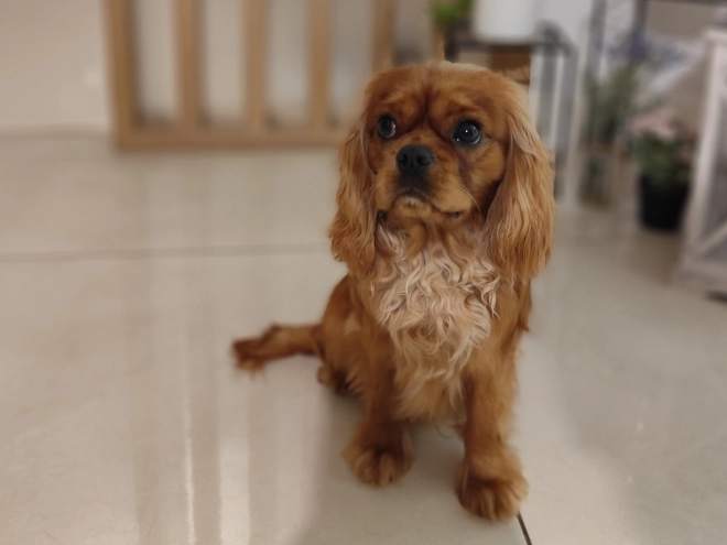 Cavalier King Charles Spaniel Welpe zu verkaufen