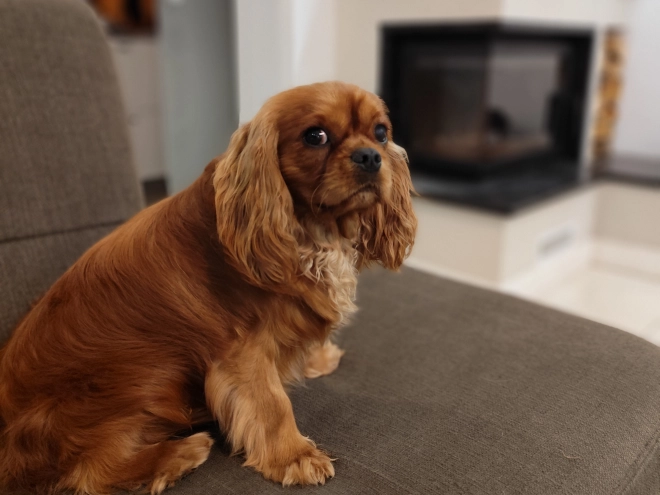 Cavalier King Charles Spaniel Welpe zu verkaufen
