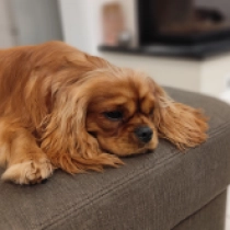 Perros Cavalier King Charles en venta