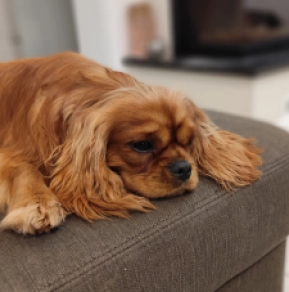 Cavalier King Charles puppy