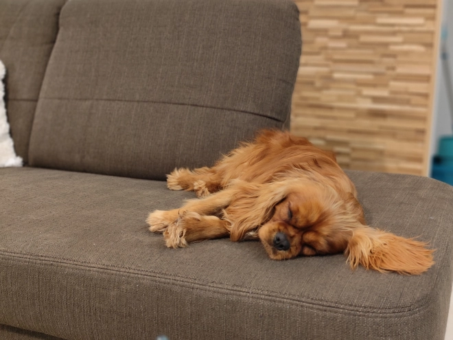 Cavalier King Charles Spaniel Welpe zu verkaufen