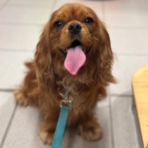 Cavalier King Charles Spaniel puppy for sale