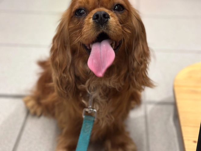 Perros Cavalier King Charles en venta