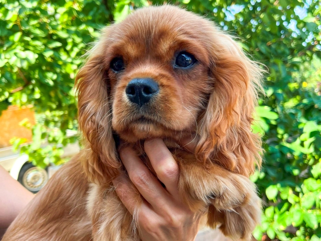 Cavalier King Charles Spaniel Welpe zu verkaufen