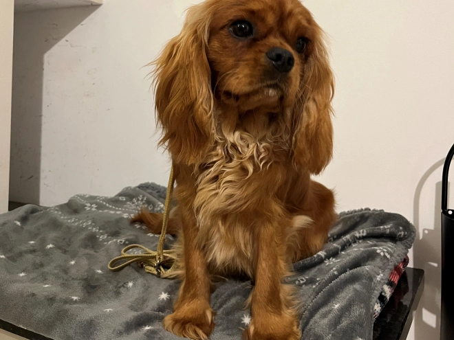 Cavalier King Charles Spaniel Welpe zu verkaufen