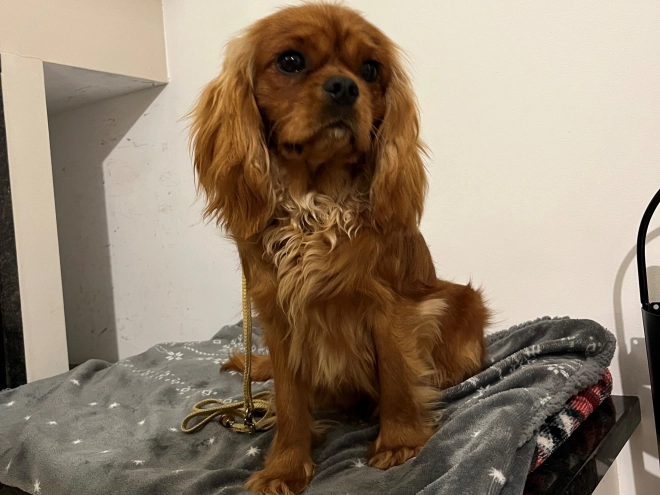 Cavalier King Charles Spaniel Welpe zu verkaufen