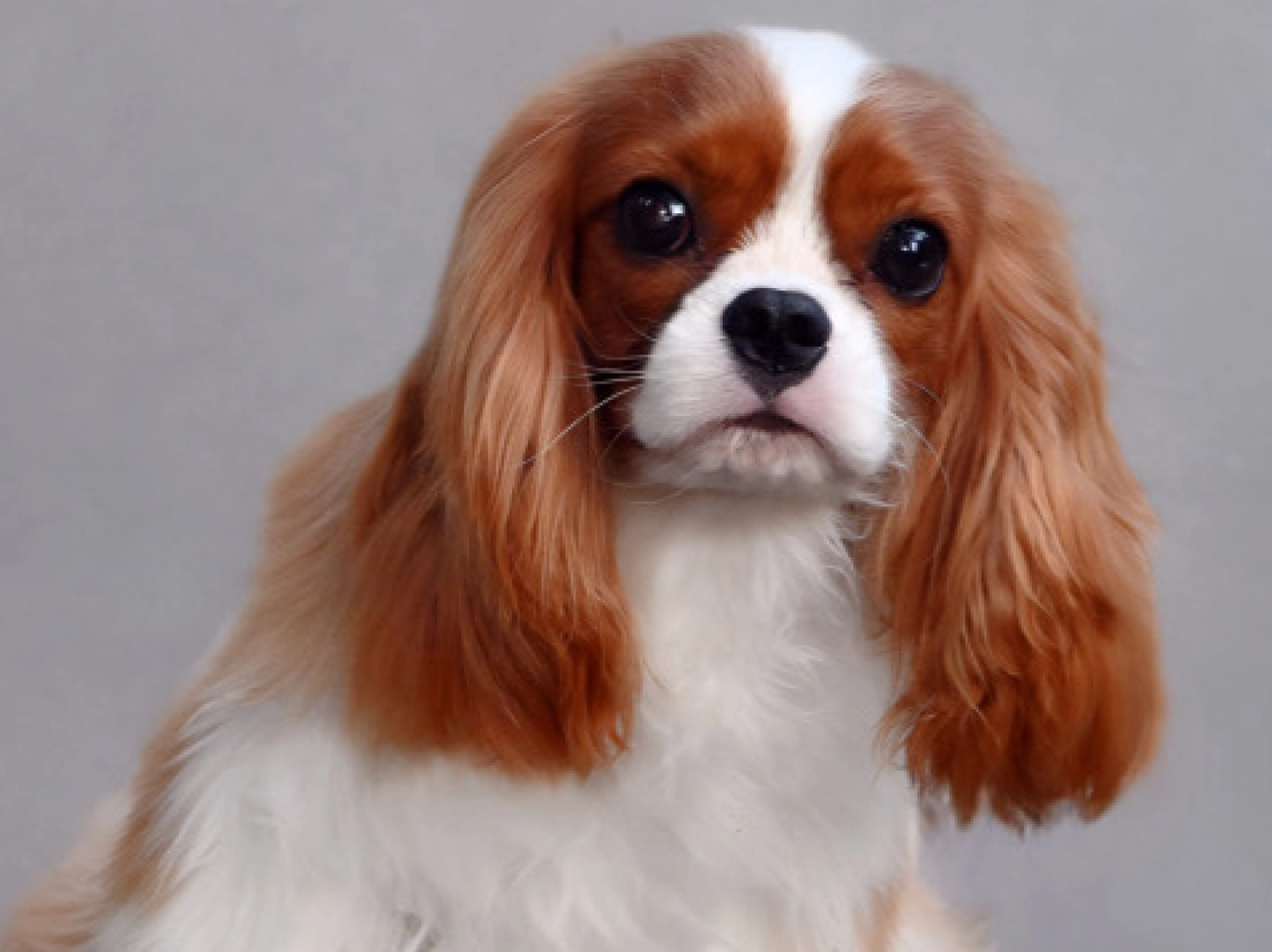 Lars Cavalier King Charles Spaniel Puppy for sale EuroPuppy