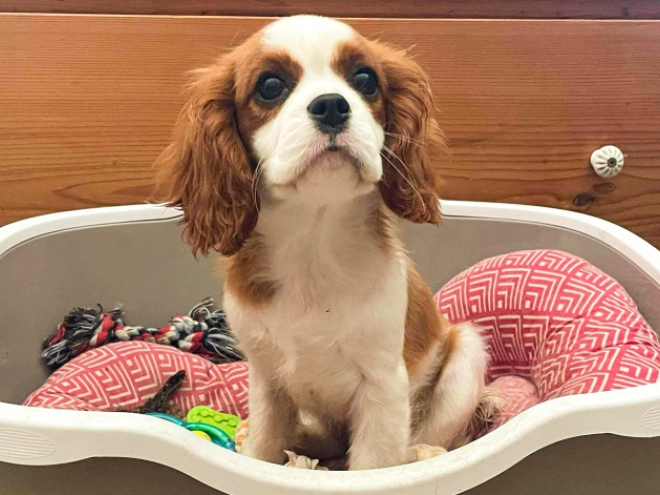 Perros Cavalier King Charles en venta