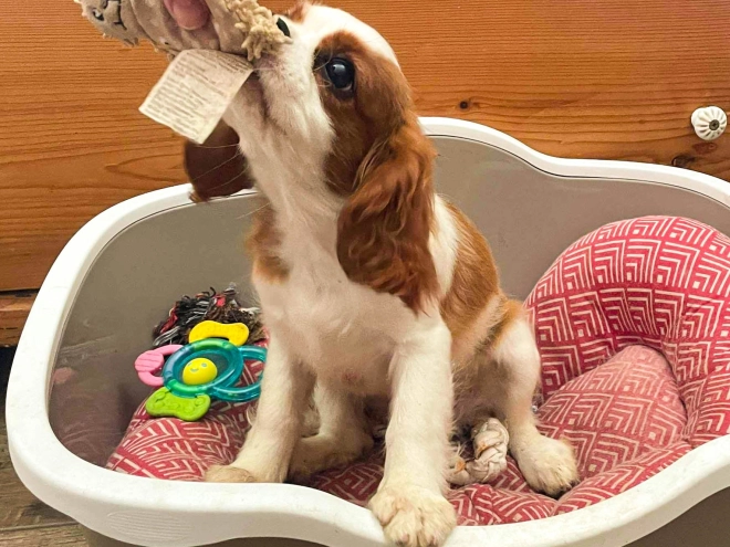 Perros Cavalier King Charles en venta