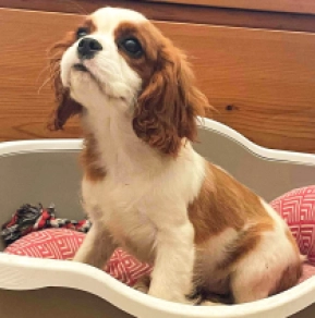 Cavalier King Charles Spaniel puppy
