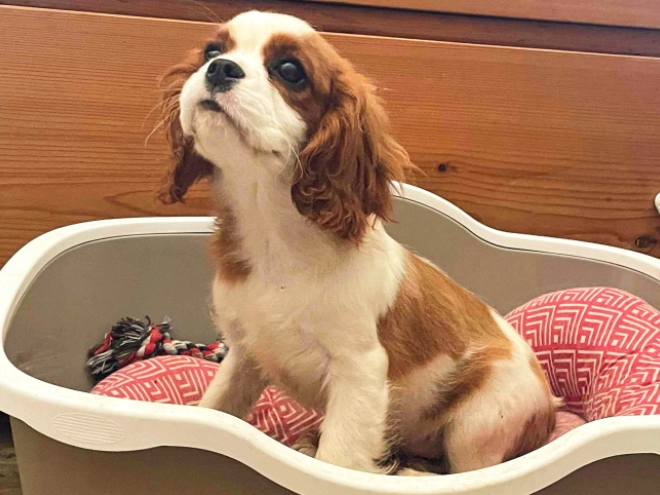 Perros Cavalier King Charles en venta