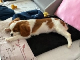 Merida - Cavalier King Charles Spaniel, EuroPuppy review from Österreich
