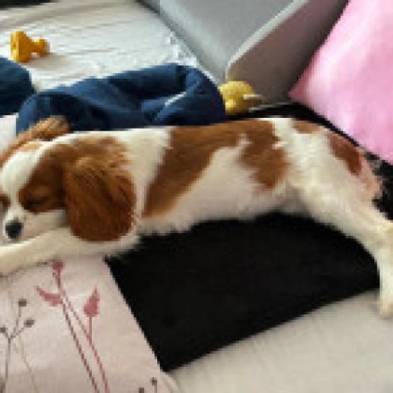 Merida - Cavalier King Charles Spaniel, EuroPuppy review from Österreich