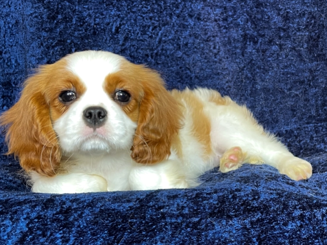 Perros Cavalier King Charles en venta