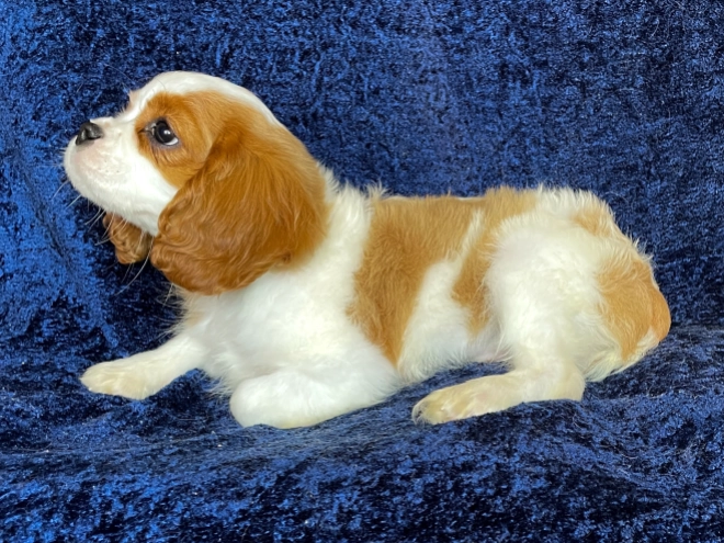 Perros Cavalier King Charles en venta
