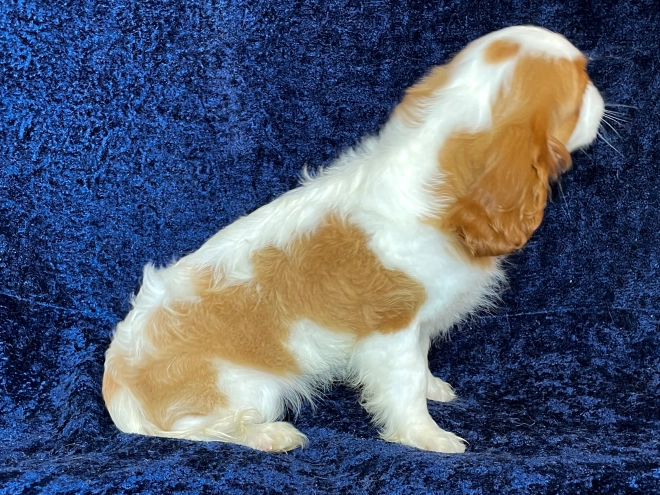 Perros Cavalier King Charles en venta