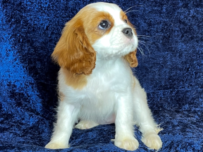 Perros Cavalier King Charles en venta