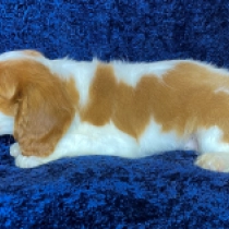 Cavalier King Charles Spaniel puppy for sale