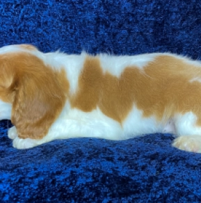 Cavalier King Charles Spaniel puppy for sale