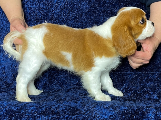 Cavalier King Charles Spaniel puppy for sale