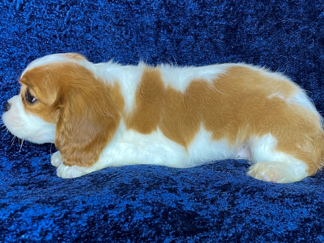 Cavalier King Charles Spaniel puppy for sale