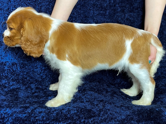 Cavalier King Charles Spaniel puppy for sale