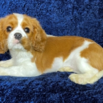 Cavalier King Charles Spaniel puppy for sale
