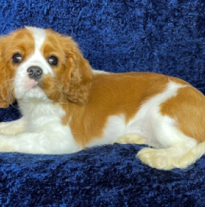 Cavalier King Charles Spaniel puppy for sale