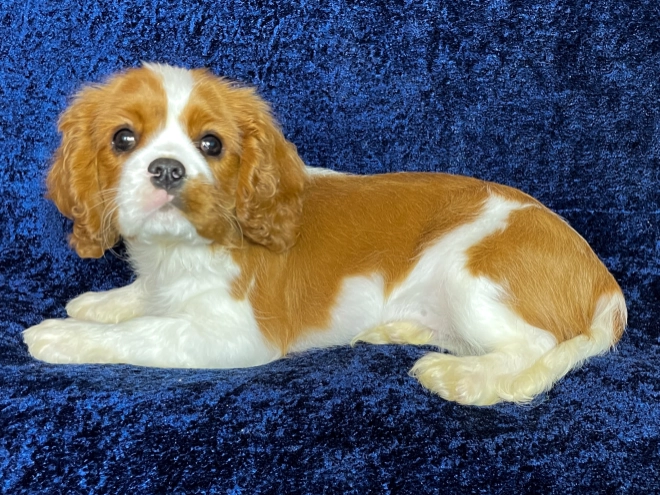 Cavalier King Charles Spaniel puppy for sale