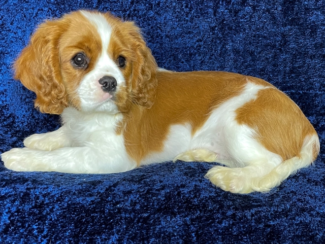 Cavalier King Charles Spaniel puppy for sale