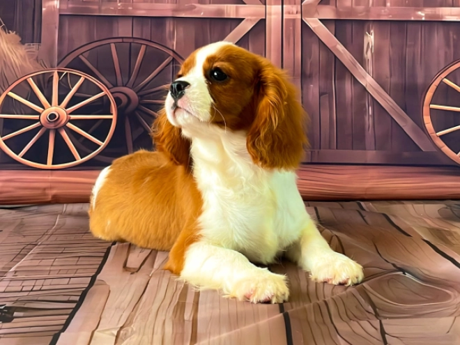 Cavalier King Charles Spaniel Welpe kaufen