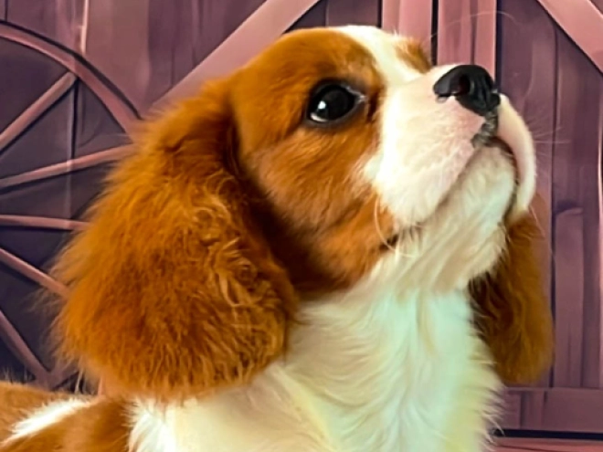 Cavalier King Charles Spaniel Welpe kaufen