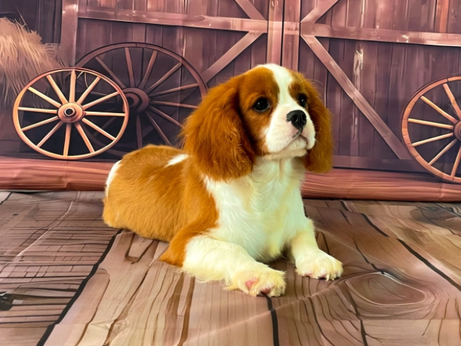 Cavalier King Charles Spaniel Welpe kaufen