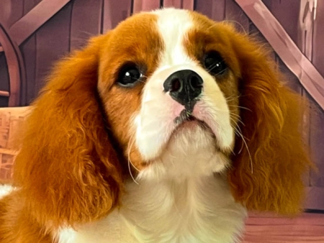 Cavalier King Charles Spaniel Welpe kaufen