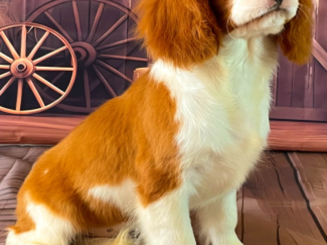 Cavalier King Charles Spaniel Welpe kaufen